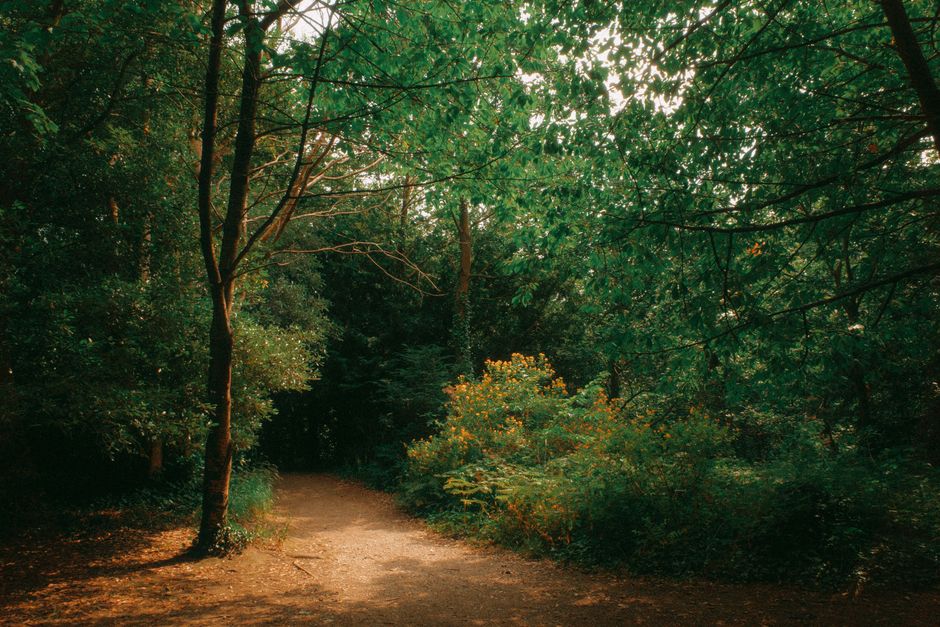 Serene forest scene showcasing a sunlit pathway through lush greenery in Conwy, Wales.